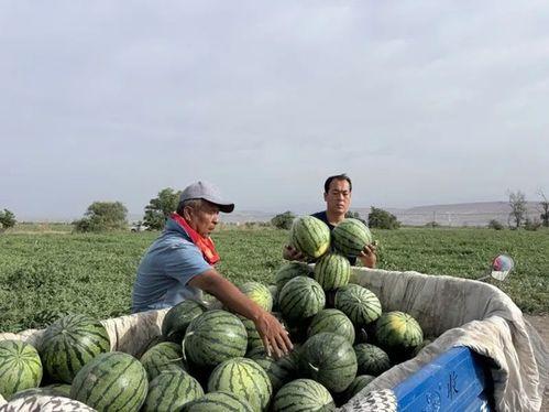 西藏扎西枫丹娱乐吃瓜,吃瓜群众眼中的神秘娱乐王国